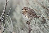 Sage Thrasher